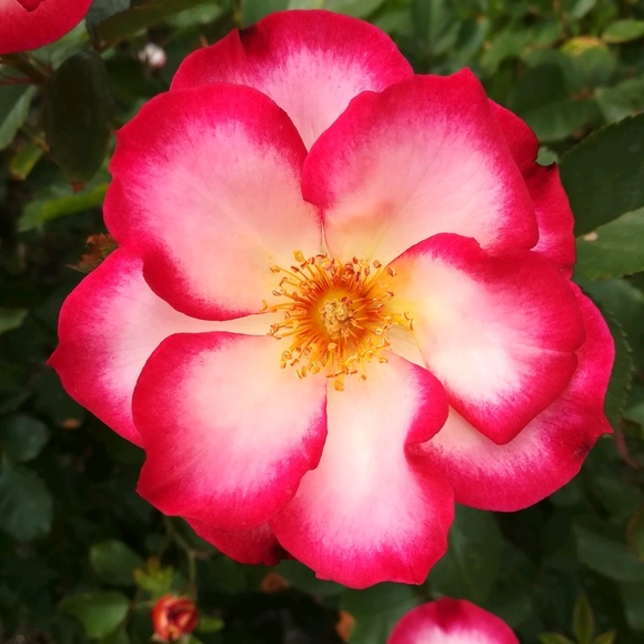 Meet your Posher, Kim - Picture 1 of 1